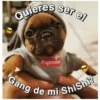 Perritos☆♡ 4 6