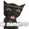 Michi preguntitas 7