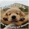 Perritos☆♡ 4 8