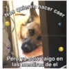 Perritos☆♡ 4 9