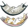 Gatitos hermosos 4 7