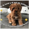 Perritos☆♡ 4 12