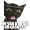 Michi preguntitas 14