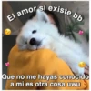 Perritos☆♡ 4 13