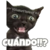 Michi preguntitas 17
