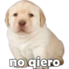 Perrito pack 3 10