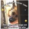 Perritos☆♡ 4 14