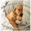 Perritos☆♡ 4 16