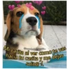 Perritos☆♡ 4 17