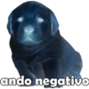Perrito pack 3 13