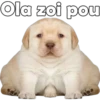 Perrito pack 3 14
