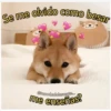 Perritos☆♡ 4 19