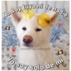 Perritos☆♡ 4 20