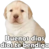 Perrito pack 3 19