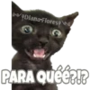 Michi preguntitas 21