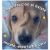 Perritos☆♡ 4 24