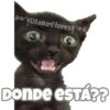 Michi preguntitas 23