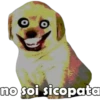 Perrito pack 3 20