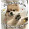 Perritos☆♡ 4 25