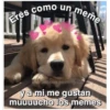Perritos☆♡ 4 27