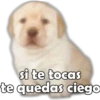 Perrito pack 3 22
