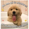 Perritos☆♡ 4 28