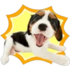 Perritos 5