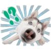 Perritos 6