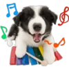 Perritos 8