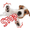 Perritos 9
