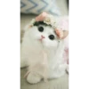 Sweet Cats 5