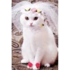 Sweet Cats 6