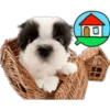 Perritos 10