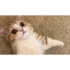 Sweet Cats 7