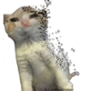 Gatitos Sad 7