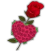 Rosas (Flores) 6