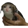 Gatitos Sad 8