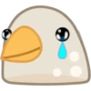 Pigeon 10