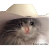 Gatitos Sad 9