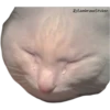 Gatitos Sad 10