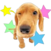 Perritos 13