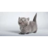 Sweet Cats 10