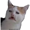 Gatitos Sad 12