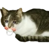 Gatitos Sad 13