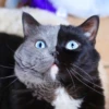 Sweet Cats 12