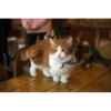 Sweet Cats 14
