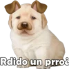 Rdido un prro&