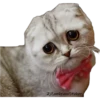 Gatitos Sad 14