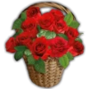 Rosas (Flores) 13