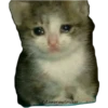 Gatitos Sad 16